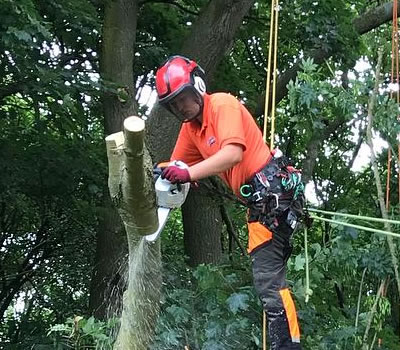 Tree Services